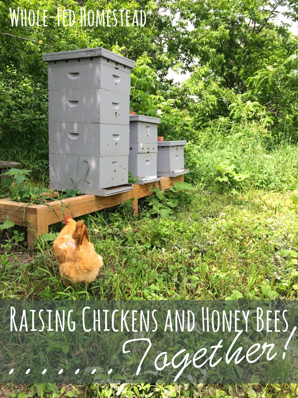 Raising Chickens & Honey Bees Together - Whole-Fed Homestead
