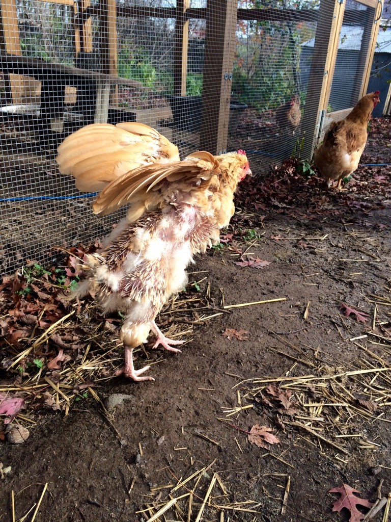 Henny molting; Chicken Behavior During Molting... or, Why Have My Chickens Gone Crazy?! Strange and odd behavior during a molt. | Whole-Fed Homestead