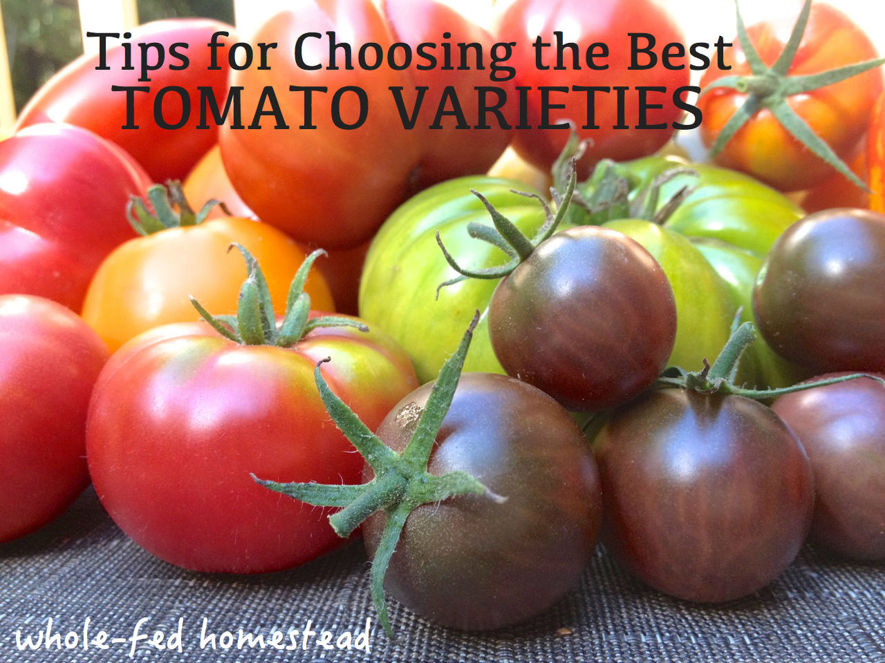 Tips for Growing Tomatoes and Selecting Varieties for Sauce, Paste, Salsa, & Juice