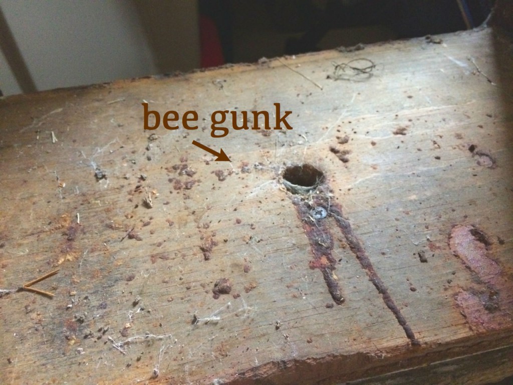 bee gunk w words