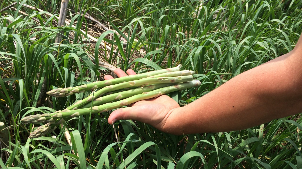 asparagus in hand