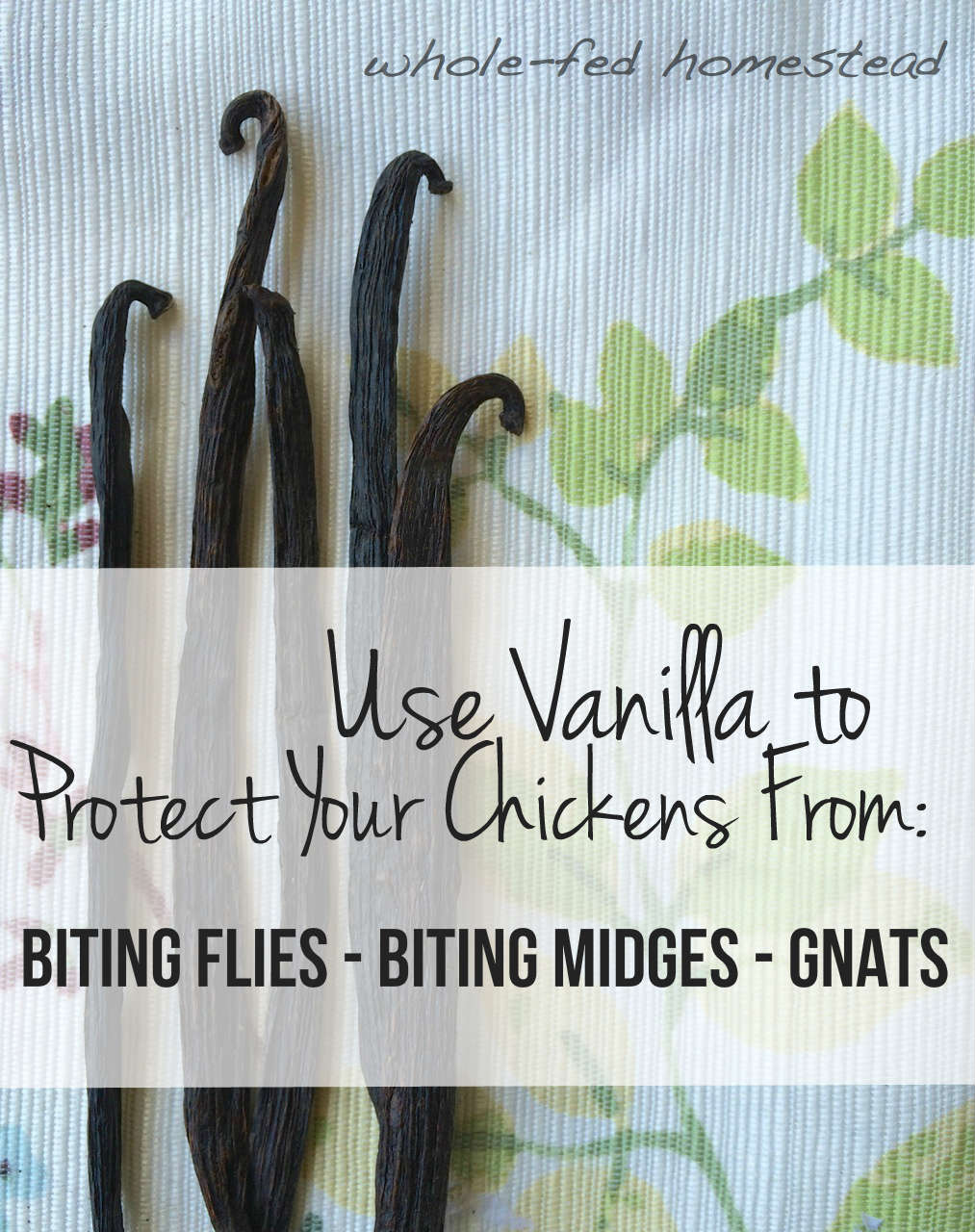 Use Vanilla to Protect Your Chickens from Gnats, Biting Flies, and Biting Midges