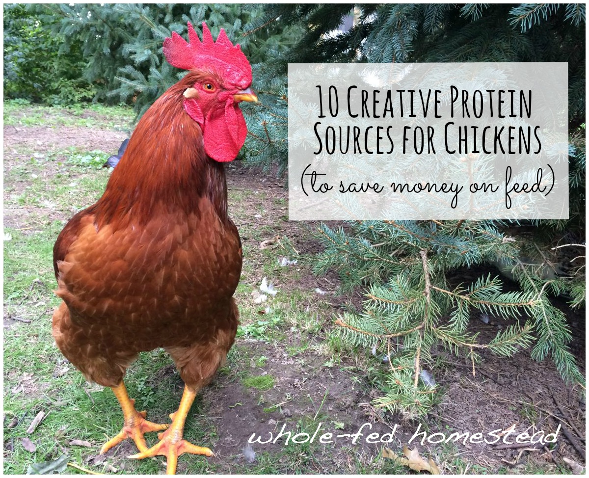 10 Creative Protein Sources for Chickens to Help You Save Money on Chicken Feed