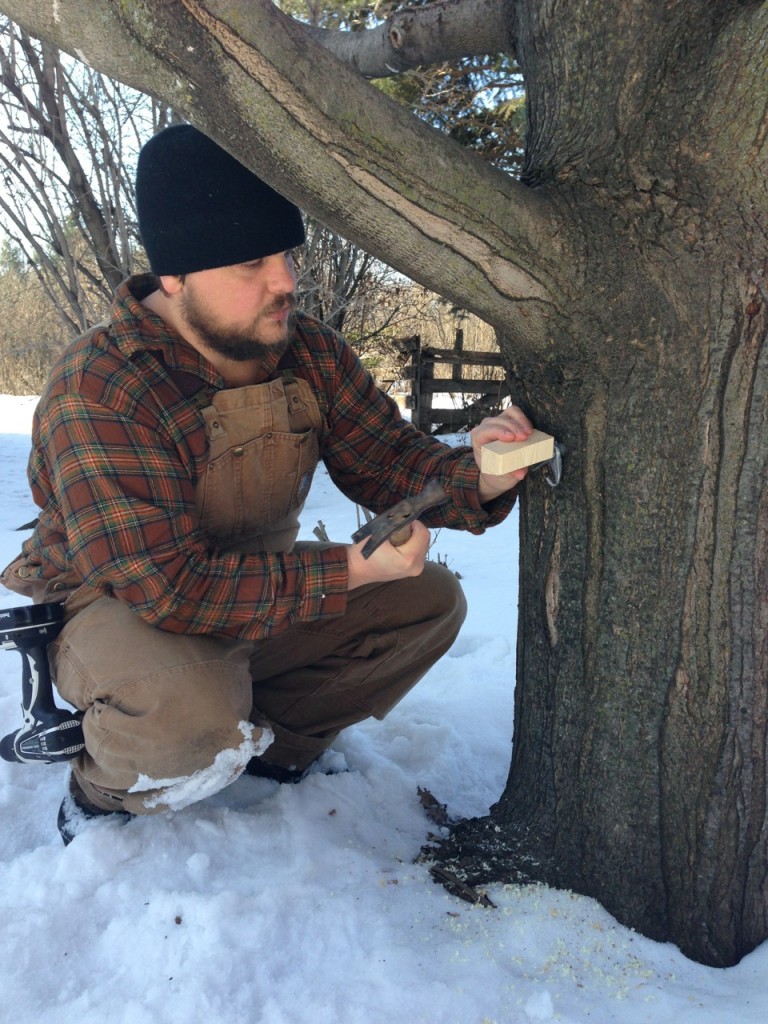 Karl tapping Autumn Blaze Maple: Small Batch Maple Syrup-Making: You Only Need 1 Tree! How to make maple syrup at home without sugar maples. Whole-Fed Homestead