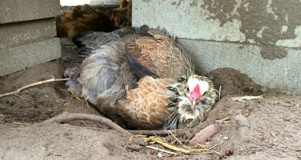 Chicken dust bath | Chickens Have Feelings Too + Why Eating Eggs from Humanely Raised Chickens Matters: A chicken story from Whole-Fed Homestead