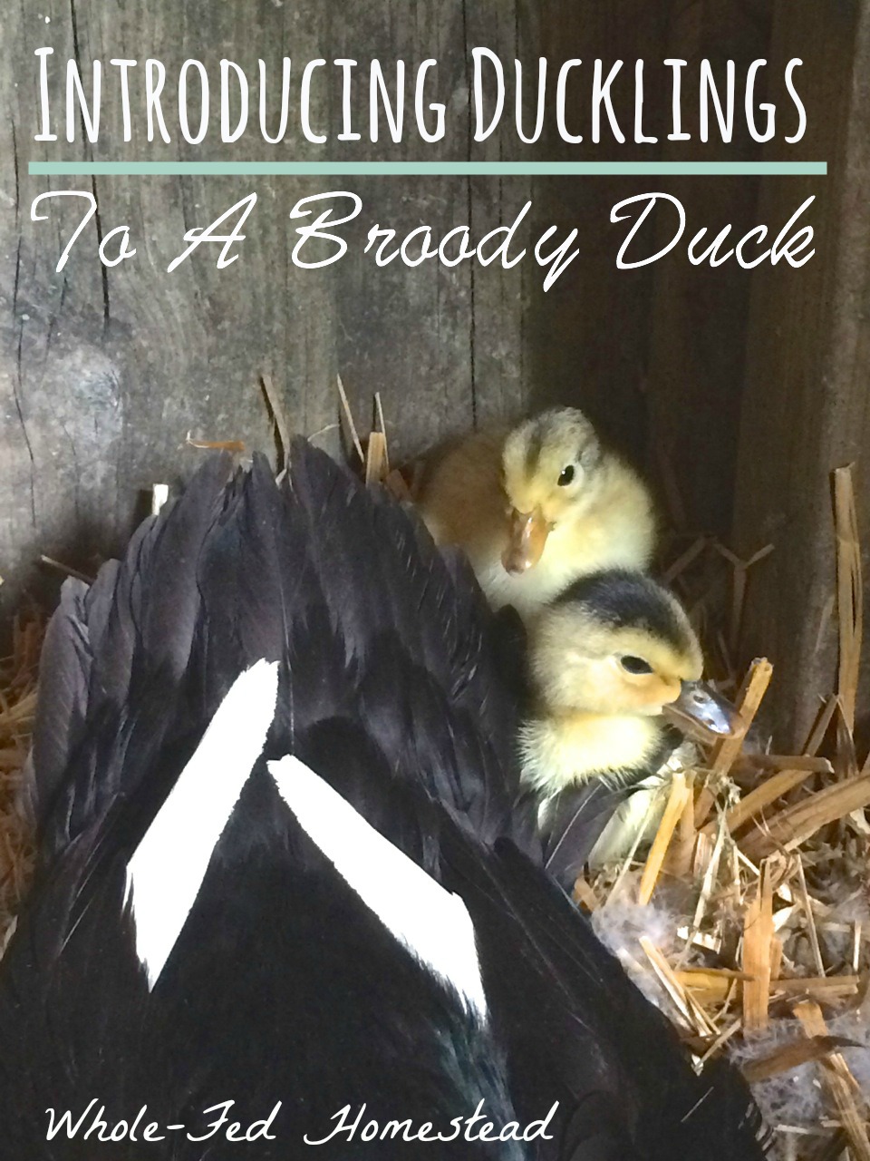 Introducing Ducklings to a Broody Duck
