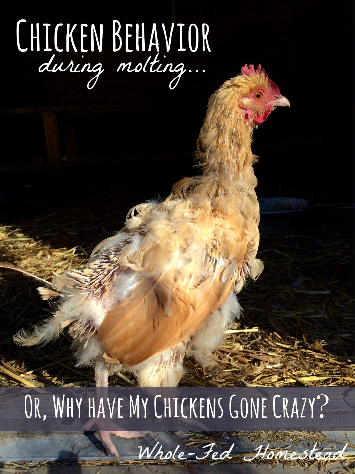 Chicken Behavior During Molting… or, Why Have My Chickens Gone Crazy?!
