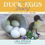 duck eggs daily