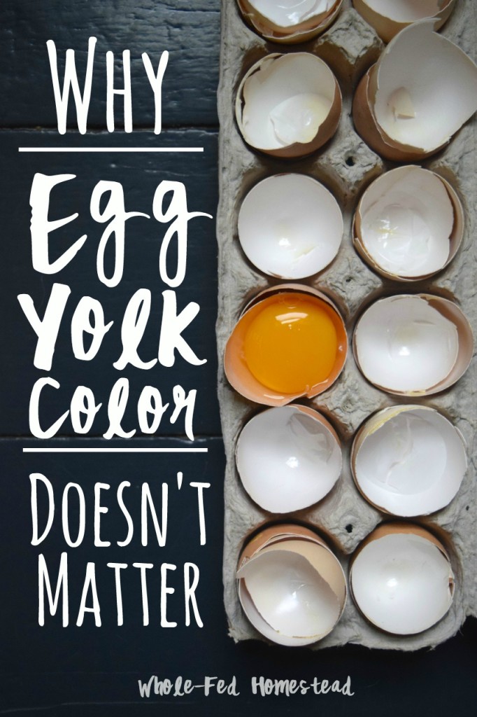 Why Egg Yolk Color Doesn't Matter WholeFed Homestead