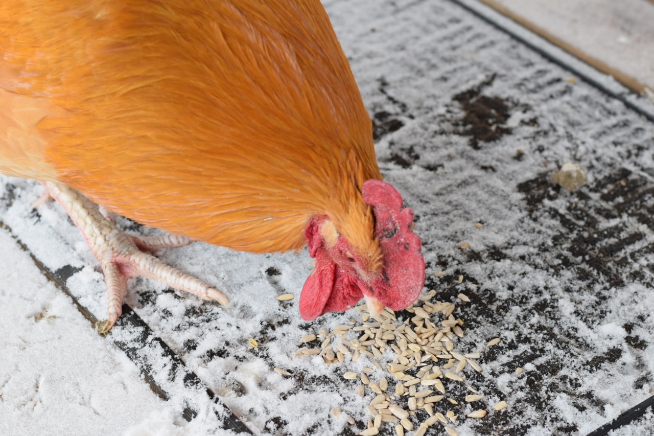 bolivar eating seeds, The Loneliest Rooster: A Chicken Story. Do chickens get lonely? | Whole-Fed Homestead