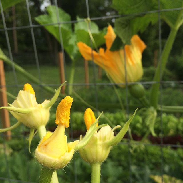 hand pollinating squash, How to Get Started Collecting & Growing Rare and Heirloom Seeds - How to Grow Rare Seeds | Whole-Fed Homestead