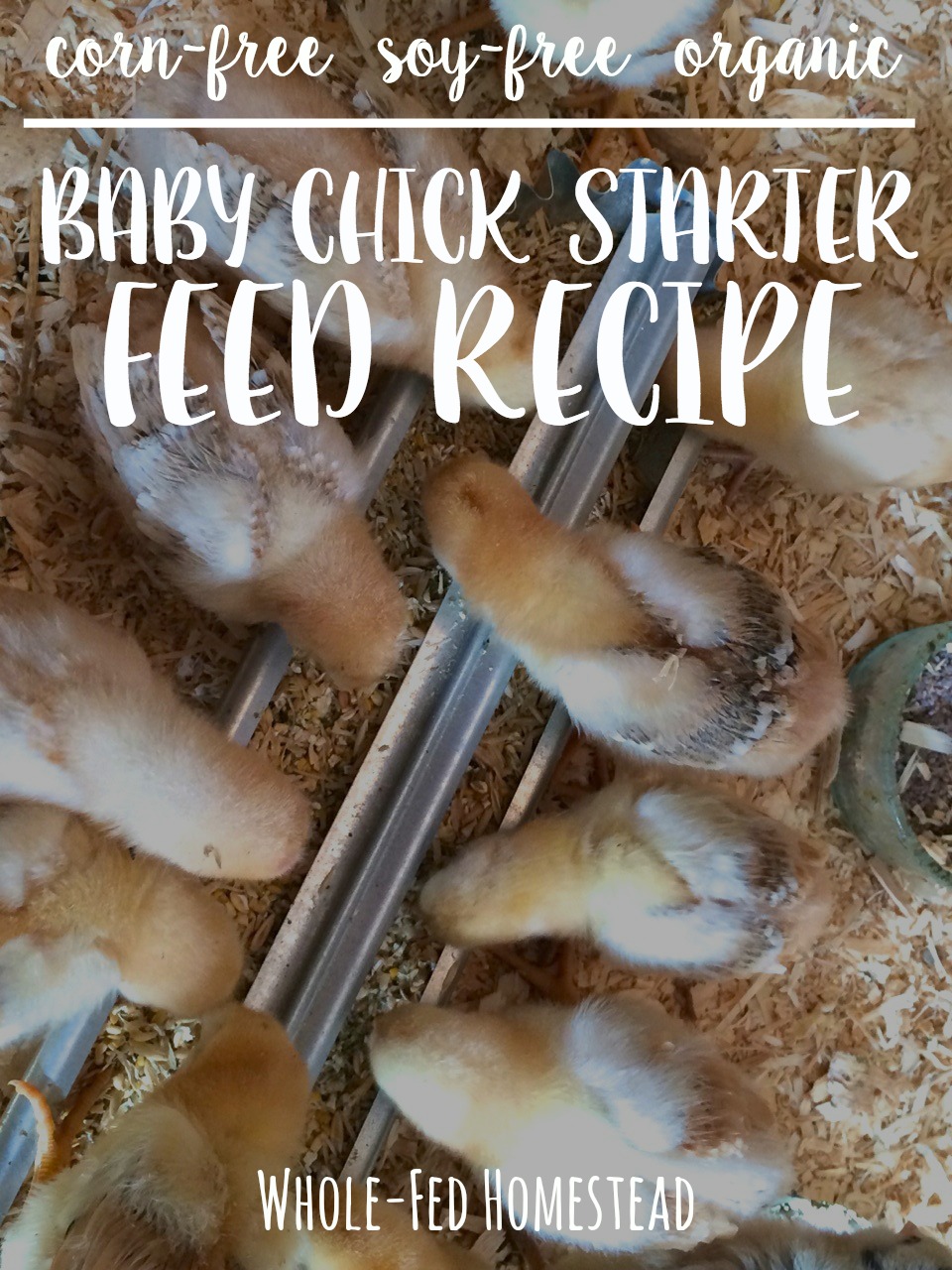 Homemade Organic Baby Chick Starter Feed Recipe {corn-free and soy-free}