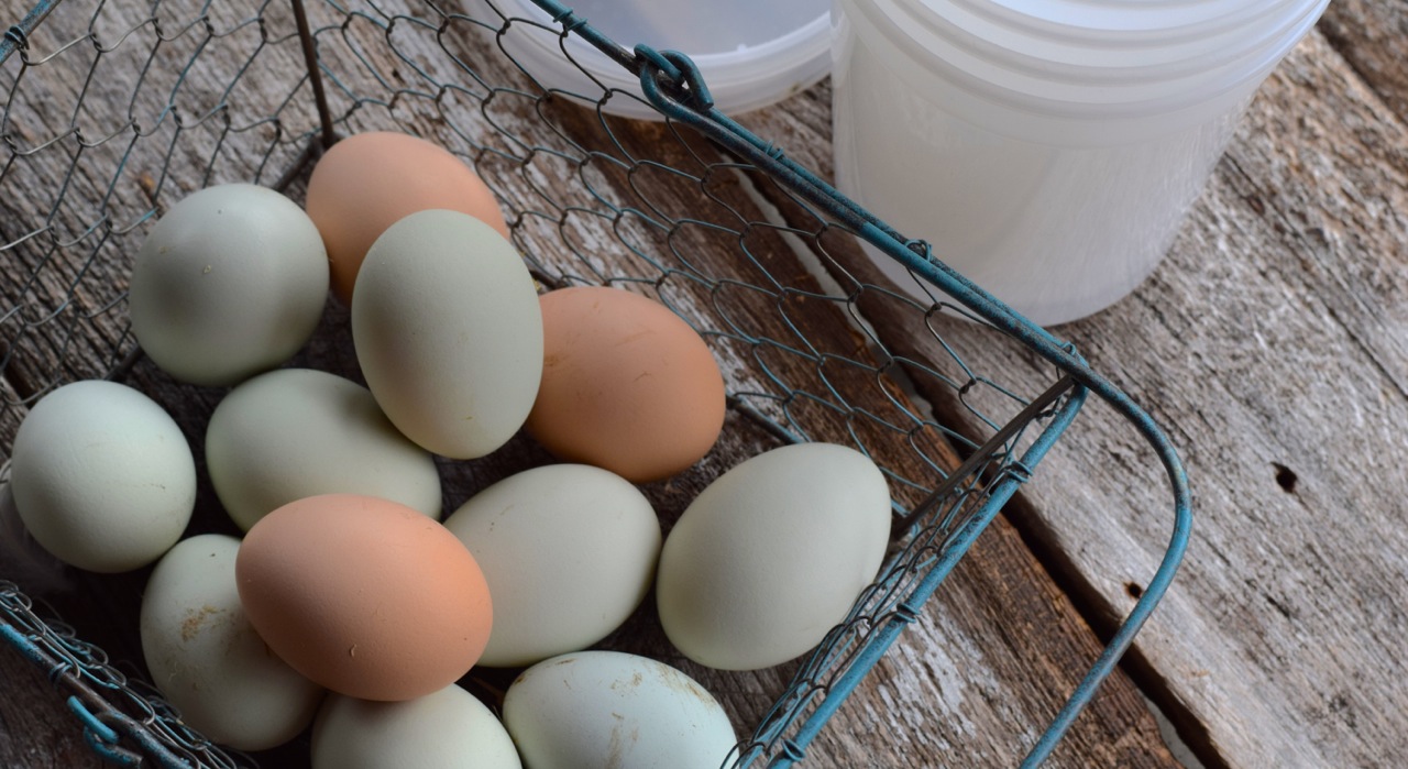 The BEST way to freeze eggs! How to freeze eggs without anything added- no sugar, no salt, nothing. Learn my favorite method HERE! Whole-Fed Homestead