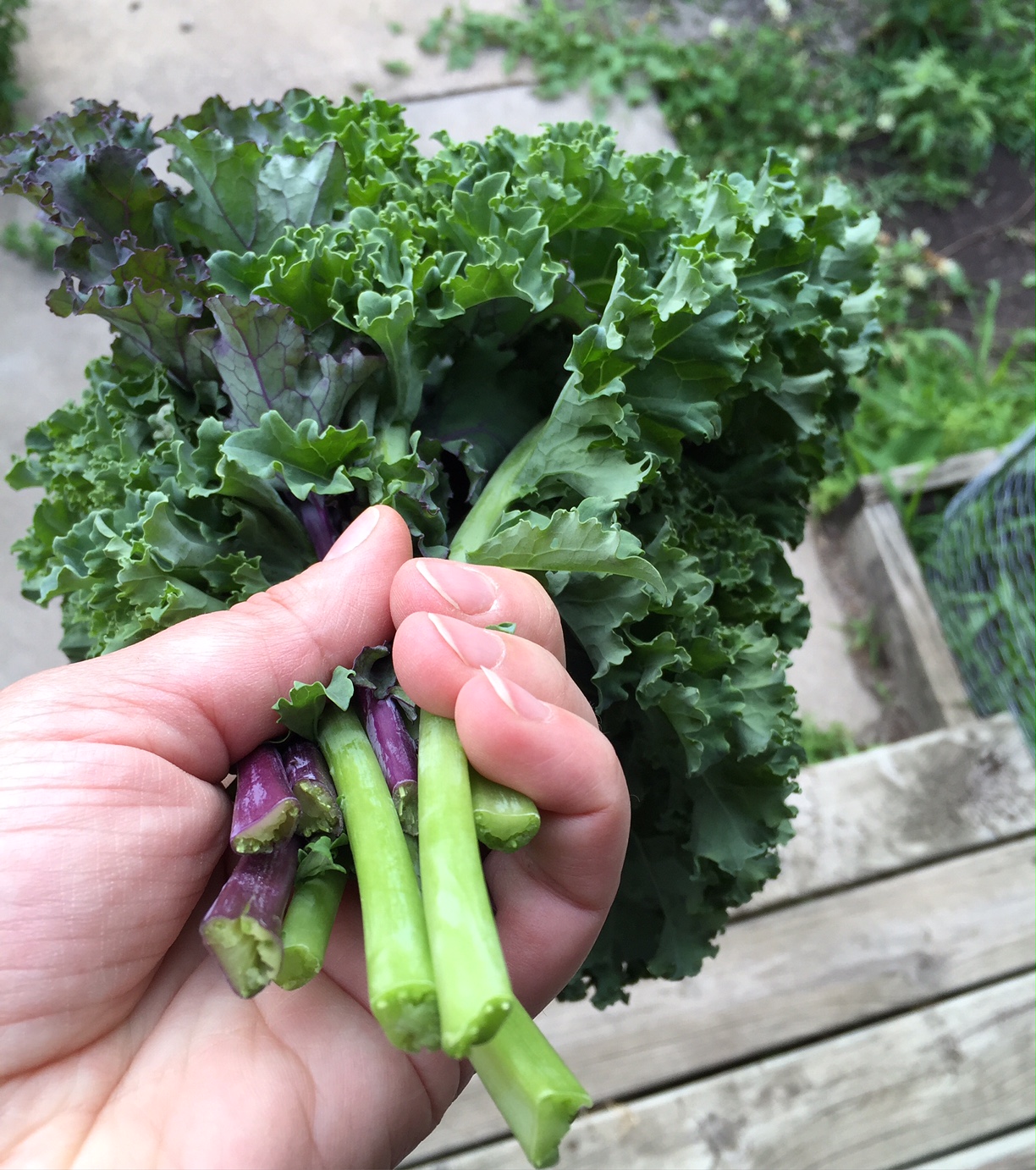 first kale harvest WholeFed Homestead