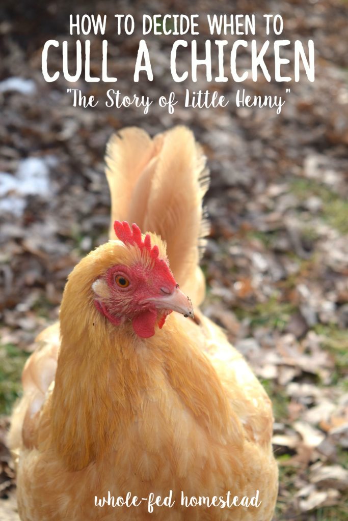 How to Decide when to Cull a Chicken {The Story of Little Henny