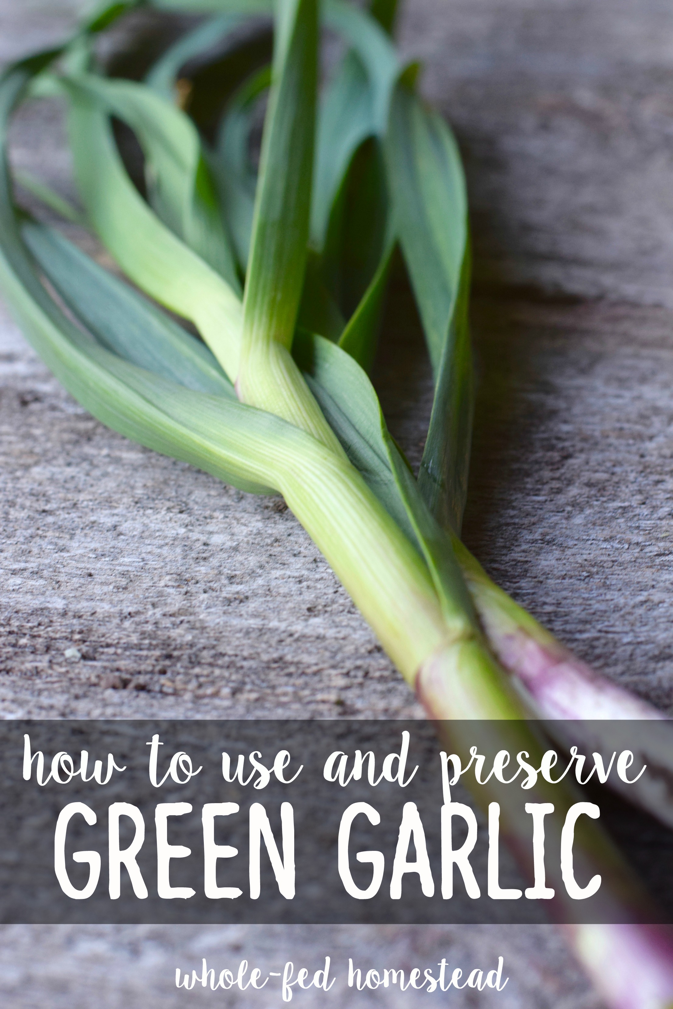 How to Use and Preserve Green Garlic