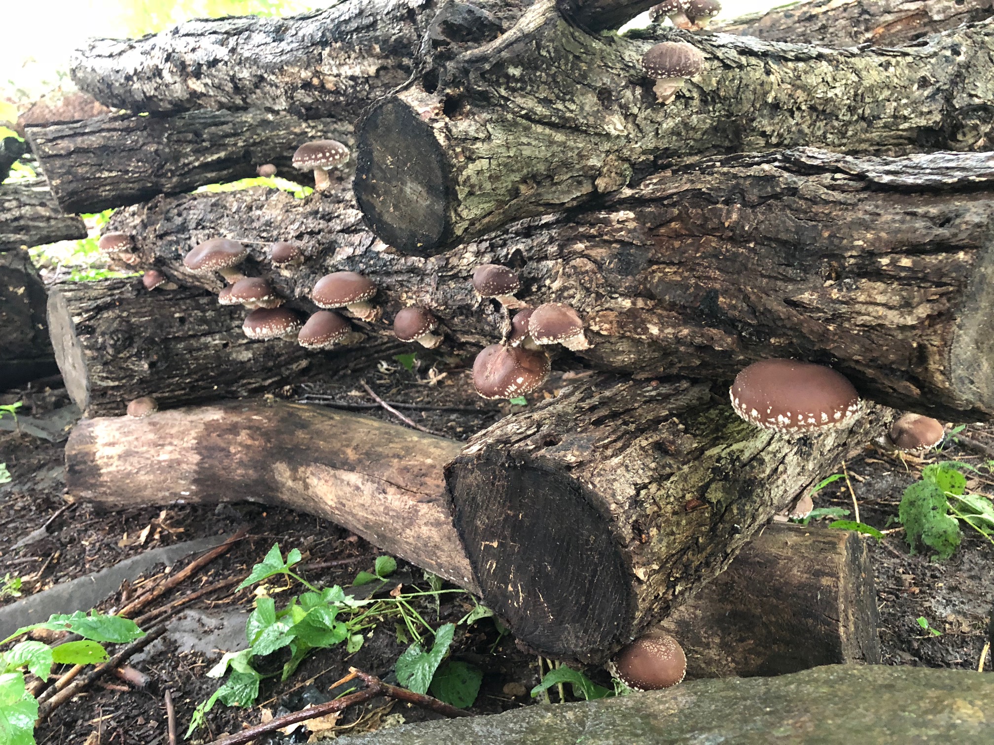 How to grow shiitake mushrooms 21 WholeFed Homestead